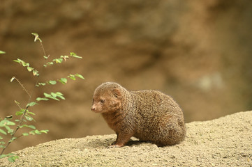 ウォンバット　赤ちゃん