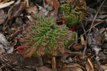 plant at garden