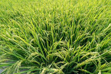 Green rice in paddy field