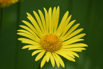yellow flower on green background