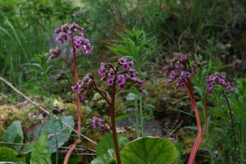 flowers in the garden