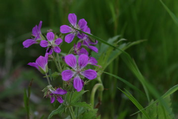 Fototapeta premium purple flowers in the garden