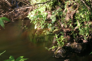 stream in forest