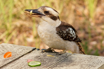 Kookaburra stealing food in an Australian forest