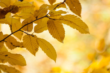 closeup of autumnal hornbeam leaves in autumn