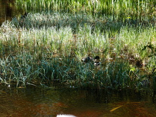 grass in the pond