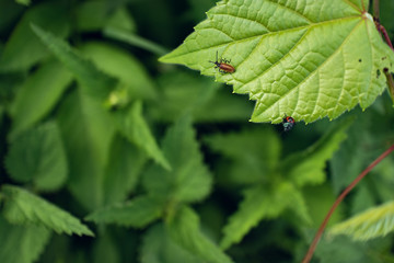 Ladybug insects on a green leaf