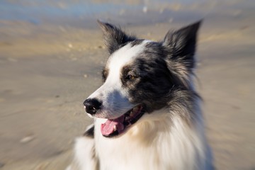 portrait of border collie dog on the beach
