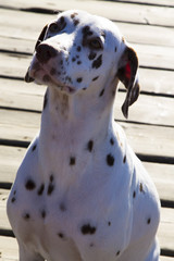 portrait of Dalmatian dog in the field