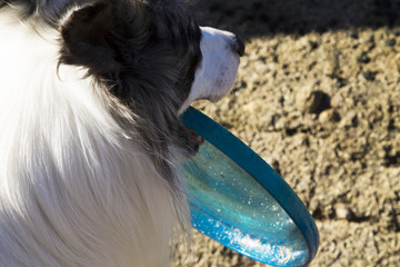 border collie dog playing with frisbee on the beach
