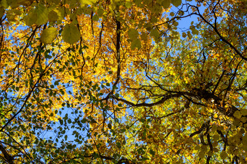 Yellow autumn foliage of trees against the blue sky, beautiful background