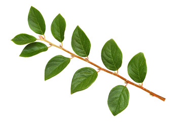 Naklejka na ściany i meble Twig with green leaves