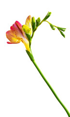 Red and yellow freesia flower and buds