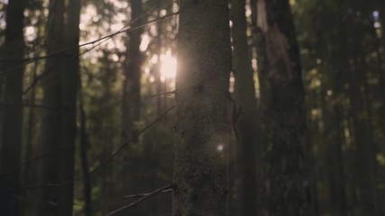 Beautiful sunflares in estonian forest.