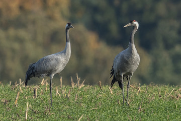 Obraz premium 2 kraniche