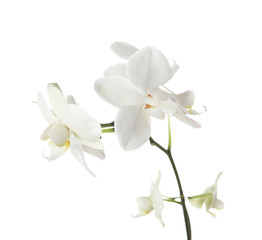Obraz na płótnie Canvas Branch with beautiful orchid flowers on white background. Tropical plant