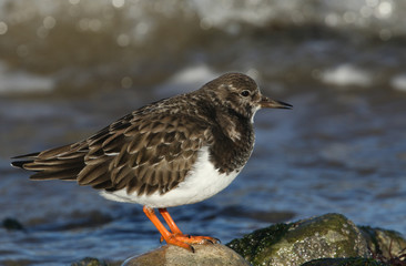 A pretty Turnstone (Arenaria interpres)  standing on a rock on an incoming tide. It has been...
