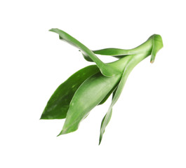 Beautiful green bamboo leaves on white background
