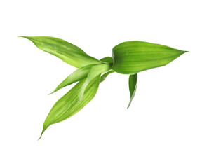 Fototapeta premium Beautiful green bamboo leaves on white background
