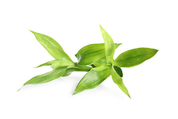 Beautiful green bamboo leaves on white background
