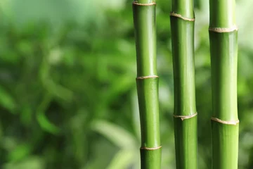 Photo sur Plexiglas Bambou Green bamboo stems on blurred background with space for text
