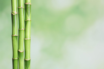 Fototapeta na wymiar Green bamboo stems on blurred background with space for text