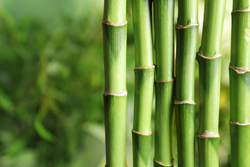 Green bamboo stems on blurred background with space for text