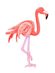 hand drawing pink flamingo, tropical bird vector illustration 