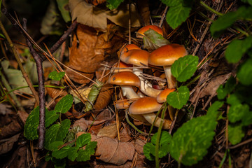 Grzyby  2 © Rafał Rębacz