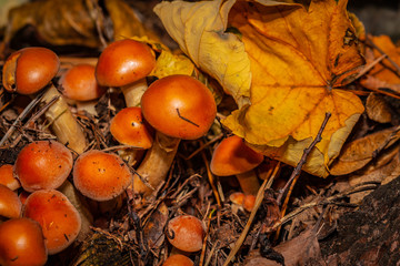 Grzyby  1 © Rafał Rębacz