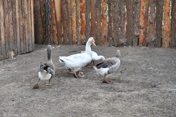 Geese on the farm