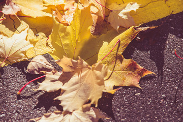 Autumn background-yellow maple leaves lie on the asphalt