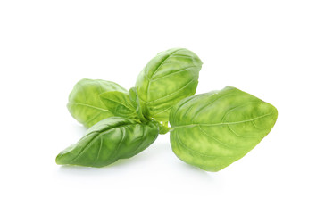 Fresh green basil leaves on white background