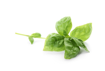Fresh green basil leaves on white background