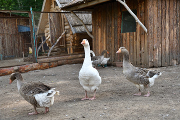 Geese on the farm