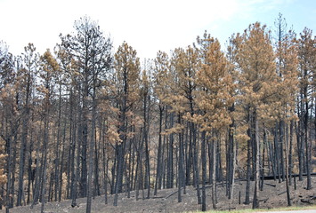 Black Hills, South Dakota