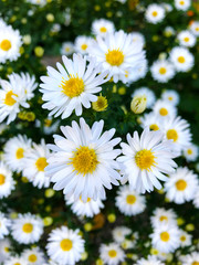 Floral background - white autumn flowers.