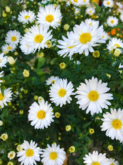 Floral background - white autumn flowers.