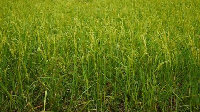 Organic green rice field in thailand