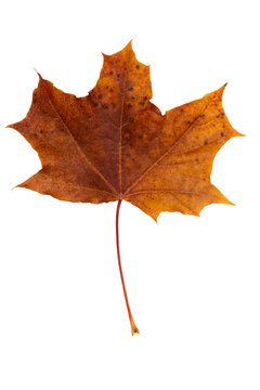 fallen brown maple leaf on white background