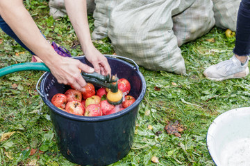 people harvest apple harvest and squeeze juice