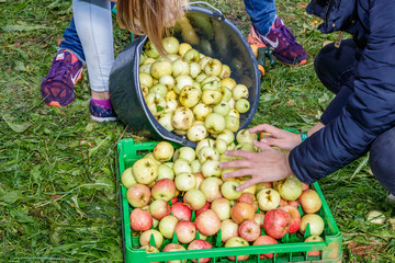 people harvest apple harvest and squeeze juice