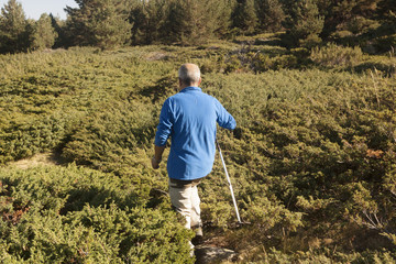 hiking in mountains or forest. Man walking through forest path wearing mountain boots and walking sticks.