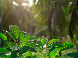 Selective focus on foreground at green leaves on top of tree with emotion blurred background. A beautiful in nature while sun light on green leaves with flare.
