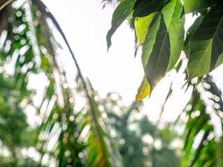Selective focus on foreground at green leaves on top of tree with emotion blurred background. A beautiful in nature while sun light on green leaves with flare.
