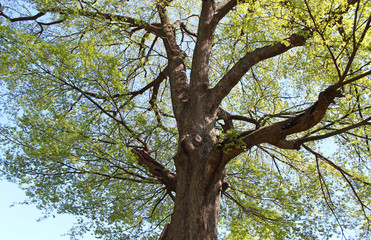 新緑　大木