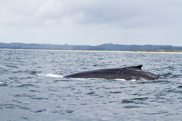 Fototapeta premium Buckelwal