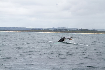 Fototapeta premium Buckelwal Fluke