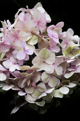 Fine art flowers