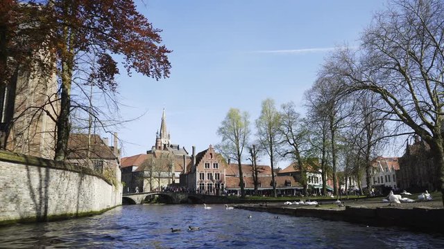 Park on embankment in european city. Sunny spring day white swans floating under trees at background medieval buildings and towers of cathedrals. Bruges, Belgium